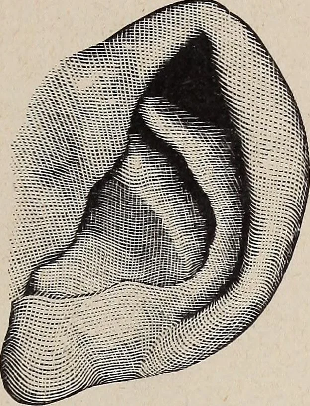An illustration from A treatise on human nature and physiognomy, 1882, leaf 738