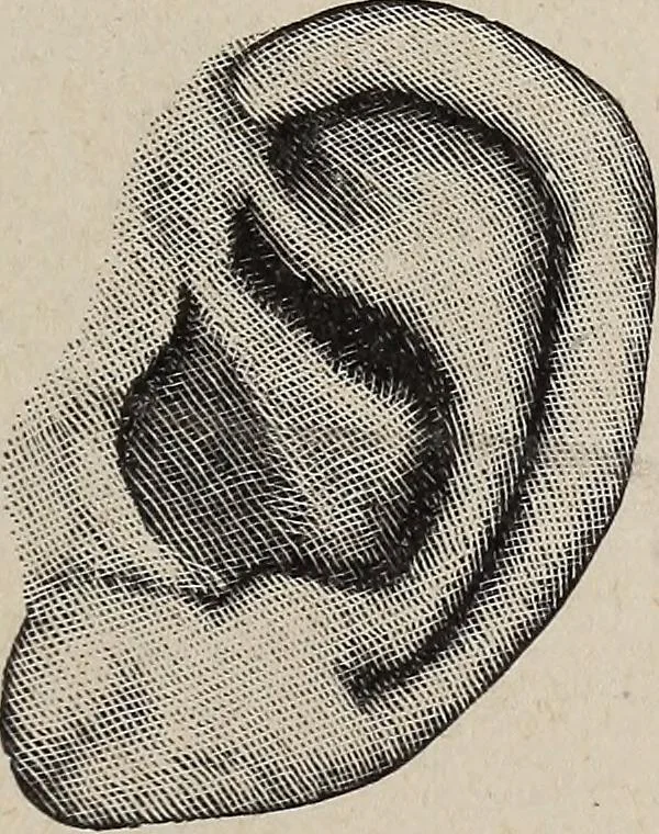 An illustration from A treatise on human nature and physiognomy, 1882, leaf 738