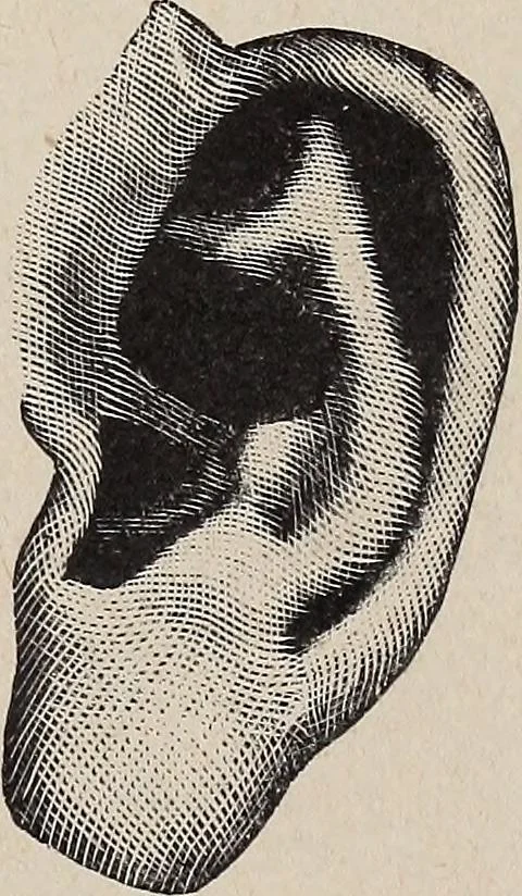 An illustration from A treatise on human nature and physiognomy, 1882, leaf 738