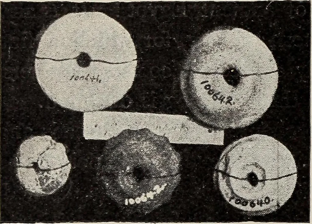 An illustration from A treatise on lace-making, embroidery, and needle-work with Irish flax threads, 1892, leaf 11