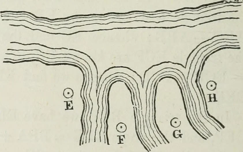 An illustration from A treatise on land-surveying; comprising the theory developed from five elementary principles; and the practice with the chain alone, the compass, the transit, the theodolite, the plane table, &c. Illustrated by four hundred engravings, and a magnetic chart, 1875, leaf 303