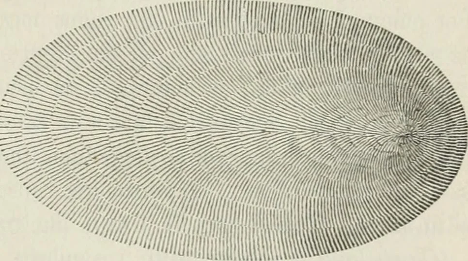 An illustration from A treatise on land-surveying; comprising the theory developed from five elementary principles; and the practice with the chain alone, the compass, the transit, the theodolite, the plane table, &c. Illustrated by four hundred engravings, and a magnetic chart, 1875, leaf 330