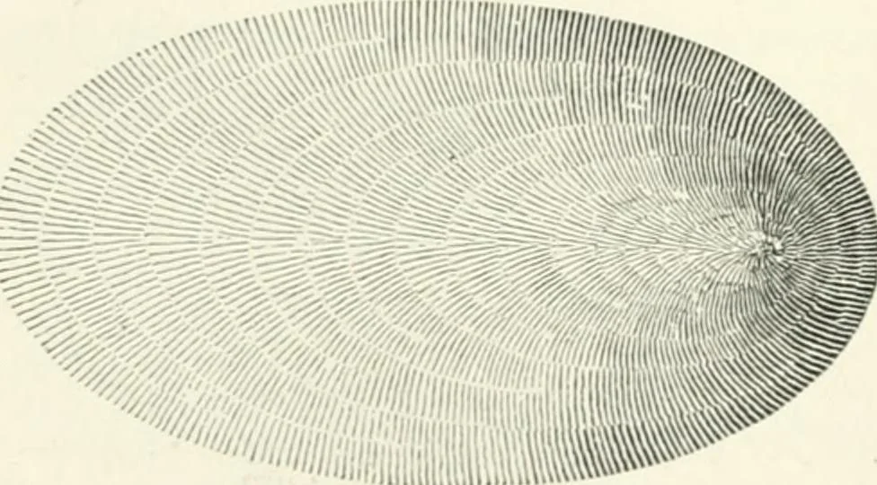 An illustration from A treatise on surveying, comprising the theory and the practice, 1906, leaf 361