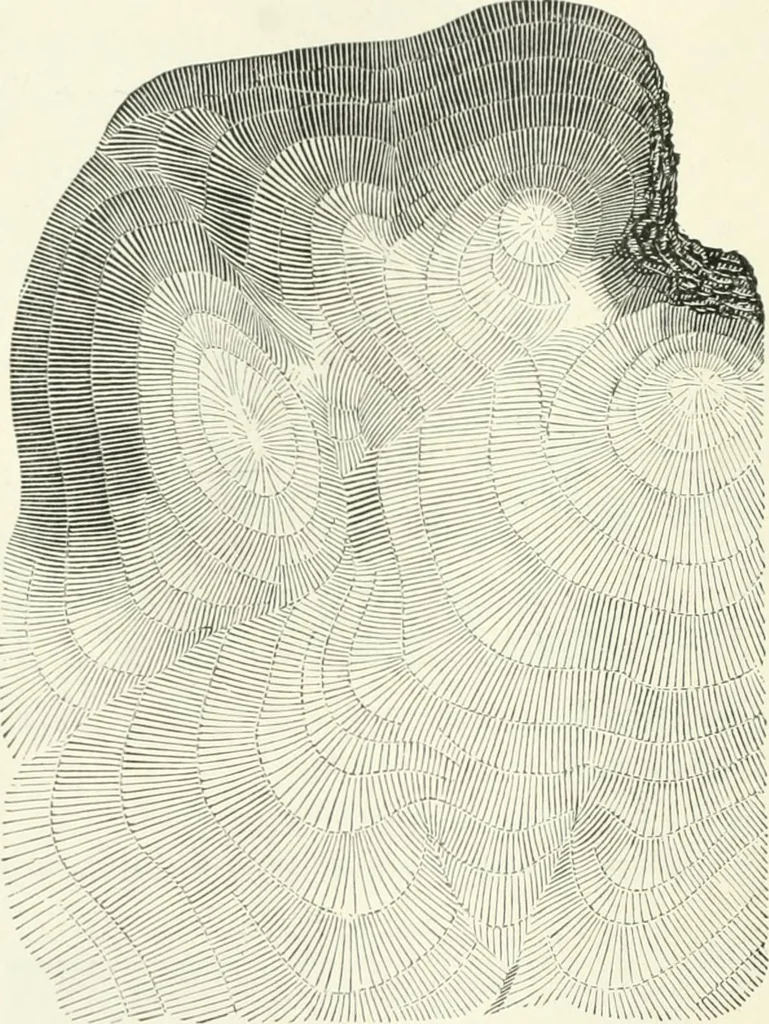 An illustration from A treatise on surveying, comprising the theory and the practice, 1906, leaf 365
