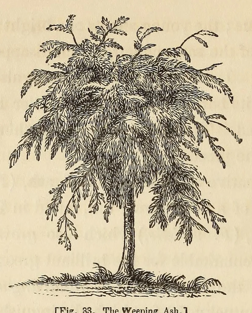 An illustration from A treatise on the theory and practice of landscape gardening, adapted to North America; with a view to the improvement of country residences. Comprising historical notices and general principles of the art, directions for laying out gardens and arranging plantations, the description and cultivation of hardy trees, decorative accompaniments to the house and grounds, the formation of pieces of artificial water, flower gardens, etc., with remarks on rural architecture, 1844, leaf 172
