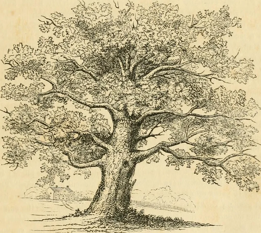 An illustration from A treatise on the theory and practice of landscape gardening, adapted to North America; with a view to the improvement of country residences. Comprising historical notices and general principles of the art, directions for laying out grounds and arranging plantations, the description and cultivation of hardy trees, decorative accompaniments to the house and grounds, the formation of pieces of artificial water, flower gardens, etc. with remarks on rural architecture .., 1841, leaf 108