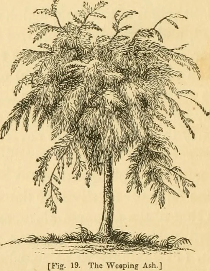 An illustration from A treatise on the theory and practice of landscape gardening, adapted to North America; with a view to the improvement of country residences. Comprising historical notices and general principles of the art, directions for laying out grounds and arranging plantations, the description and cultivation of hardy trees, decorative accompaniments to the house and grounds, the formation of pieces of artificial water, flower gardens, etc. with remarks on rural architecture .., 1841, leaf 127
