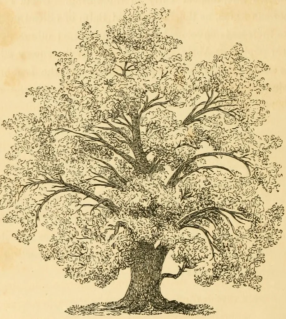An illustration from A treatise on the theory and practice of landscape gardening, adapted to North America; with a view to the improvement of country residences. Comprising historical notices and general principles of the art, directions for laying out grounds and arranging plantations, the description and cultivation of hardy trees, decorative accompaniments to the house and grounds, the formation of pieces of artificial water, flower gardens, etc. with remarks on rural architecture .., 1841, leaf 137
