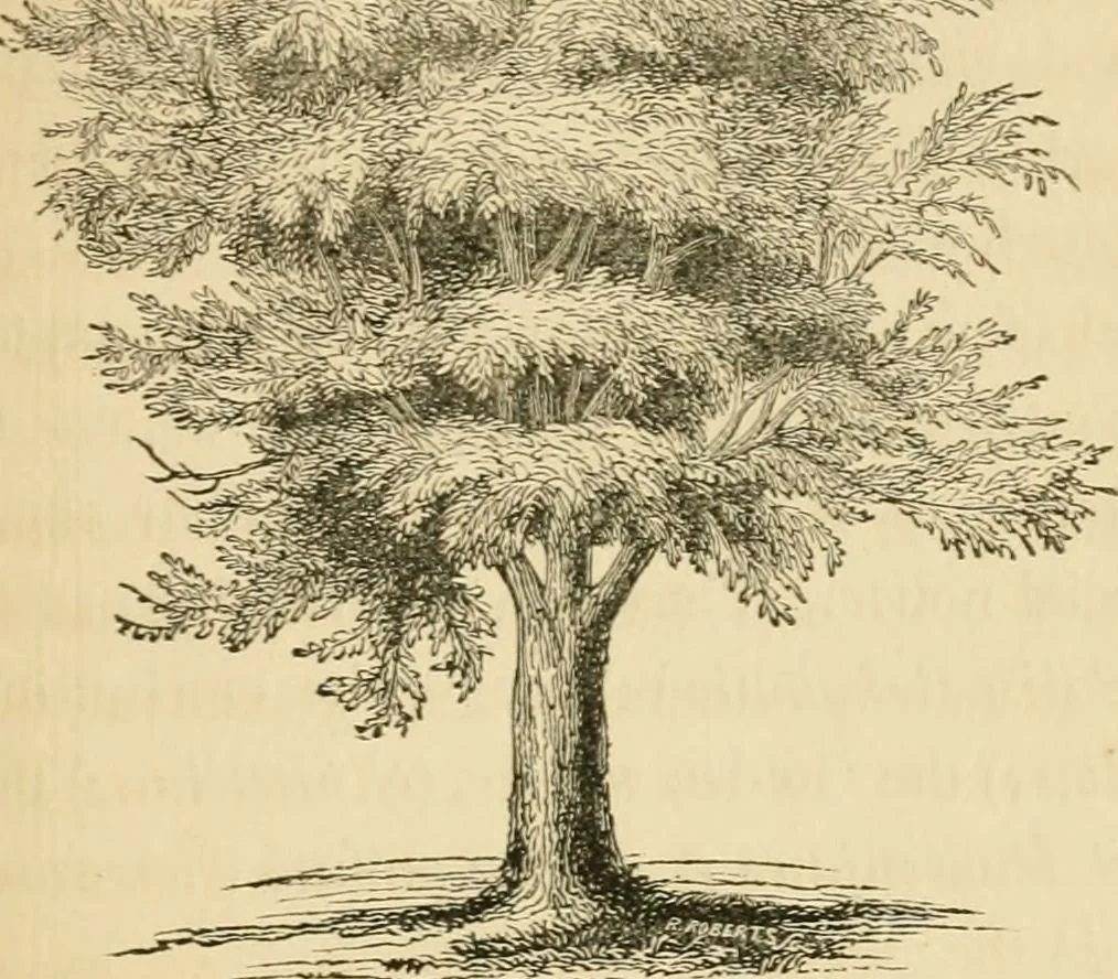 An illustration from A treatise on the theory and practice of landscape gardening, adapted to North America; with a view to the improvement of country residences. Comprising historical notices and general principles of the art, directions for laying out grounds and arranging plantations, the description and cultivation of hardy trees, decorative accompaniments to the house and grounds, the formation of pieces of artificial water, flower gardens, etc. with remarks on rural architecture .., 1841, leaf 188