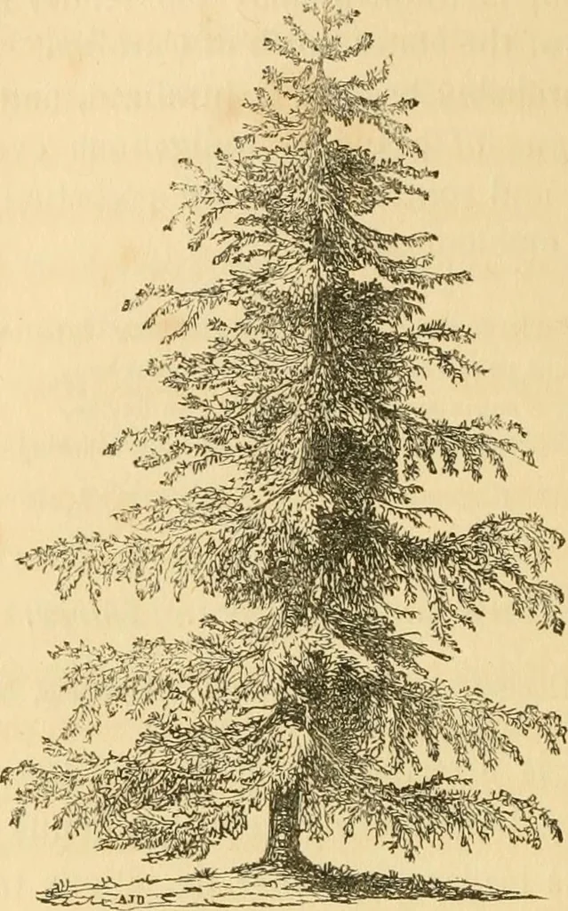 An illustration from A treatise on the theory and practice of landscape gardening, adapted to North America; with a view to the improvement of country residences. Comprising historical notices and general principles of the art, directions for laying out grounds and arranging plantations, the description and cultivation of hardy trees, decorative accompaniments to the house and grounds, the formation of pieces of artificial water, flower gardens, etc. with remarks on rural architecture .., 1841, leaf 221