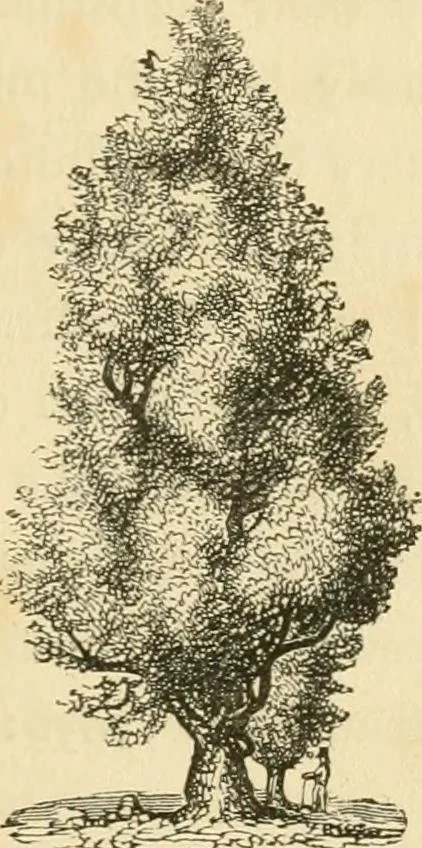 An illustration from A treatise on the theory and practice of landscape gardening, adapted to North America; with a view to the improvement of country residences. Comprising historical notices and general principles of the art, directions for laying out grounds and arranging plantations, the description and cultivation of hardy trees, decorative accompaniments to the house and grounds, the formation of pieces of artificial water, flower gardens, etc. with remarks on rural architecture .., 1841, leaf 250