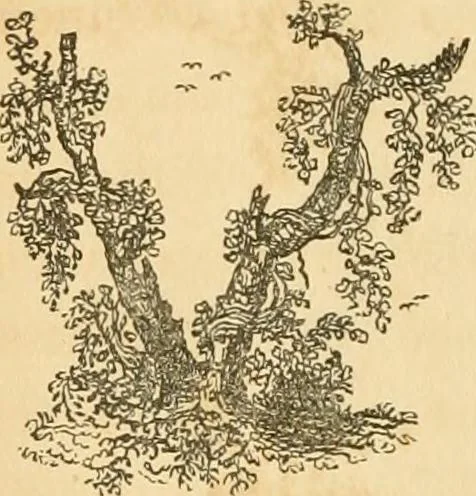 An illustration from A treatise on the theory and practice of landscape gardening, adapted to North America; with a view to the improvement of country residences. Comprising historical notices and general principles of the art, directions for laying out grounds and arranging plantations, the description and cultivation of hardy trees, decorative accompaniments to the house and grounds, the formation of pieces of artificial water, flower gardens, etc. with remarks on rural architecture .., 1841, leaf 255