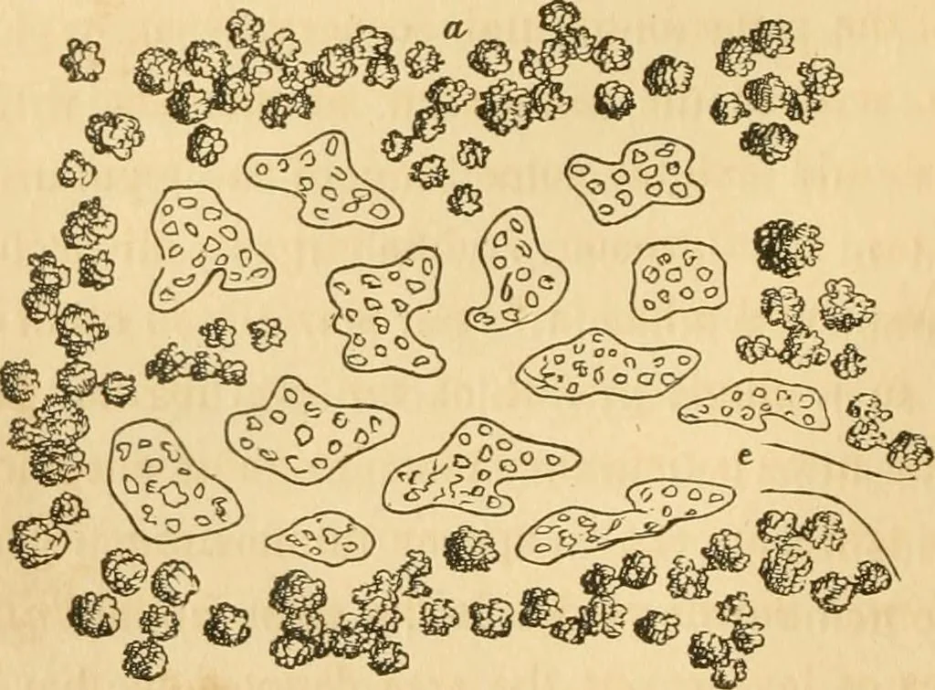 An illustration from A treatise on the theory and practice of landscape gardening, adapted to North America; with a view to the improvement of country residences. Comprising historical notices and general principles of the art, directions for laying out grounds and arranging plantations, the description and cultivation of hardy trees, decorative accompaniments to the house and grounds, the formation of pieces of artificial water, flower gardens, etc. with remarks on rural architecture .., 1841, leaf 369
