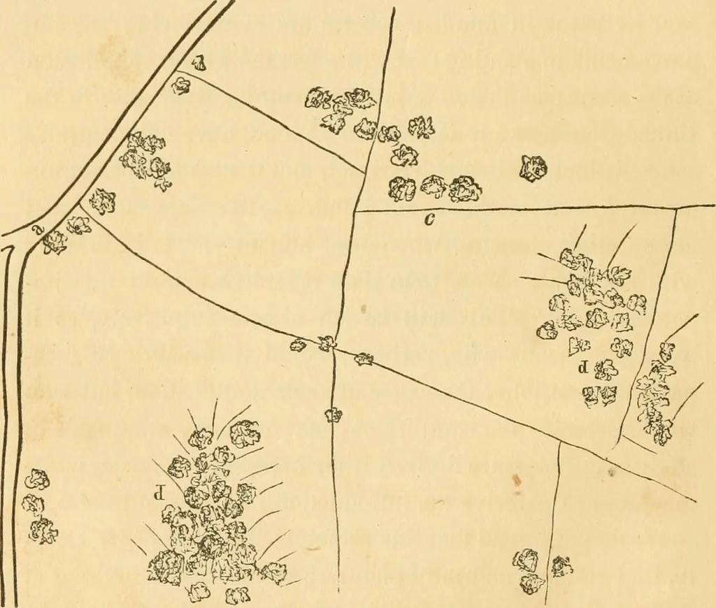 An illustration from A treatise on the theory and practice of landscape gardening, adapted to North America; with a view to the improvement of country residences. Comprising historical notices and general principles of the art, directions for laying out grounds and arranging plantations, the description and cultivation of hardy trees, decorative accompaniments to the house and grounds, the formation of pieces of artificial water, flower gardens, etc. with remarks on rural architecture .., 1841, leaf 79