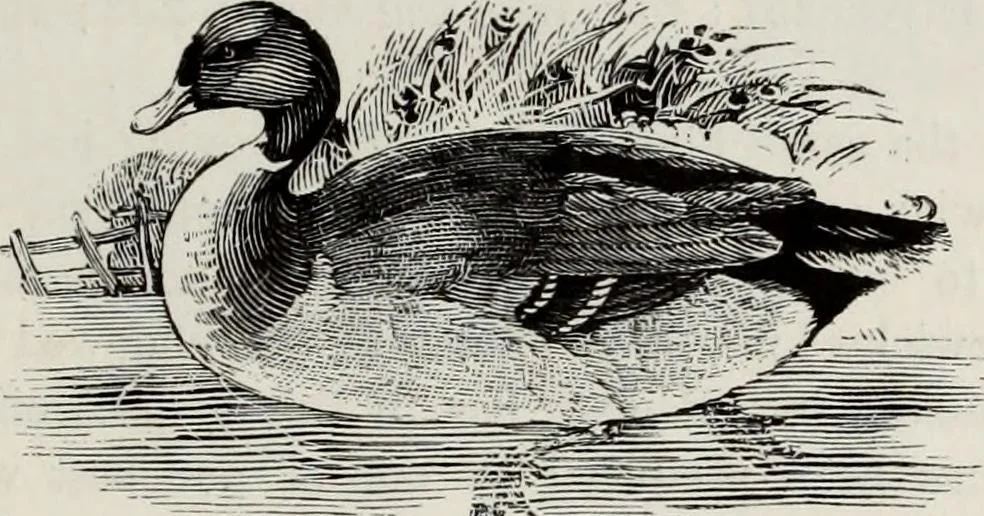 An illustration from A treatise on wood engravings : historical and practical, 1881, leaf 518