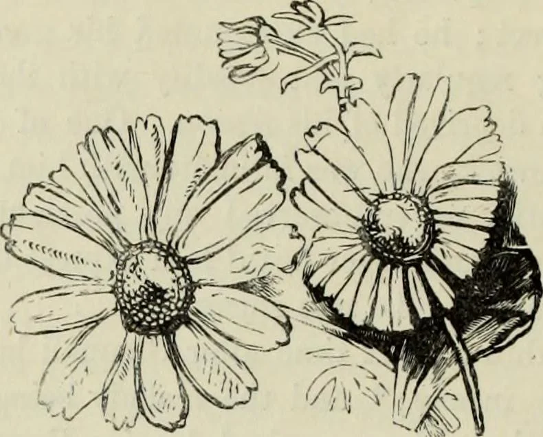 An illustration from A treatise on wood engravings : historical and practical, 1881, leaf 551