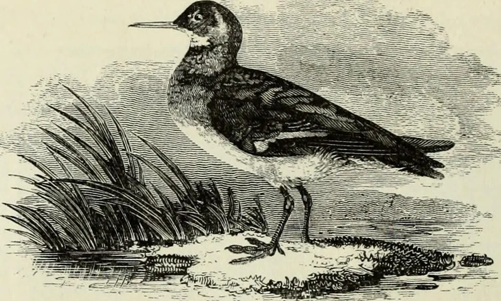 An illustration from A treatise on wood engravings : historical and practical, 1881, leaf 563