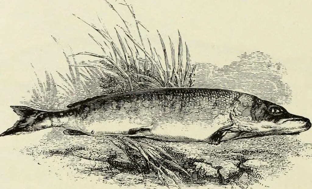 An illustration from A treatise on wood engravings : historical and practical, 1881, leaf 567