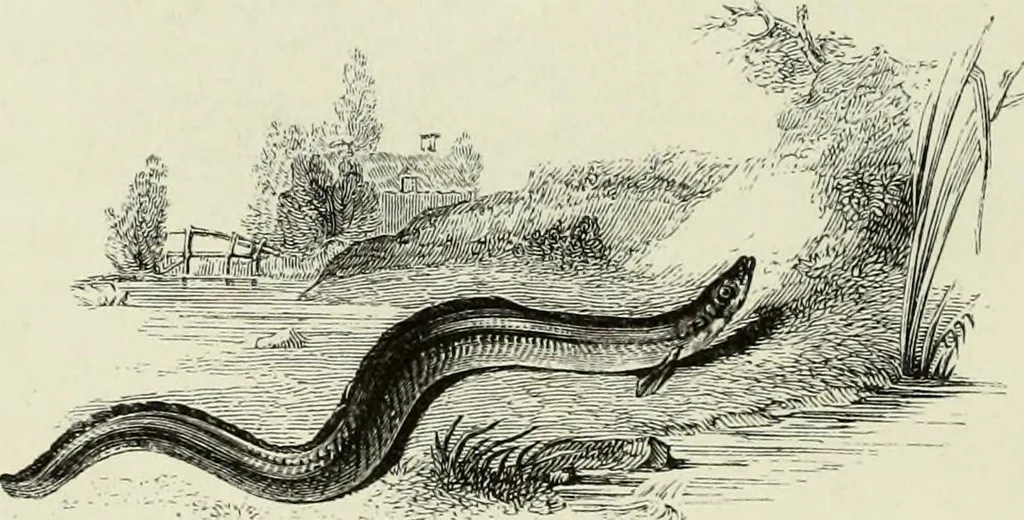 An illustration from A treatise on wood engravings : historical and practical, 1881, leaf 567