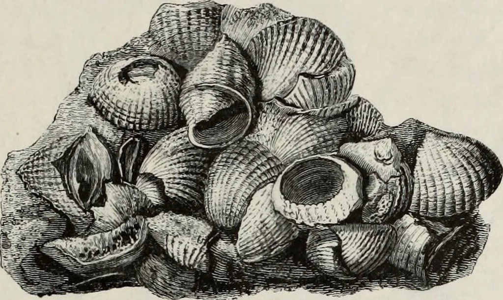 An illustration from A treatise on wood engravings : historical and practical, 1881, leaf 618
