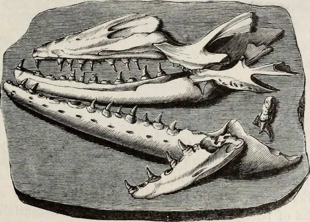 An illustration from A treatise on wood engravings : historical and practical, 1881, leaf 618