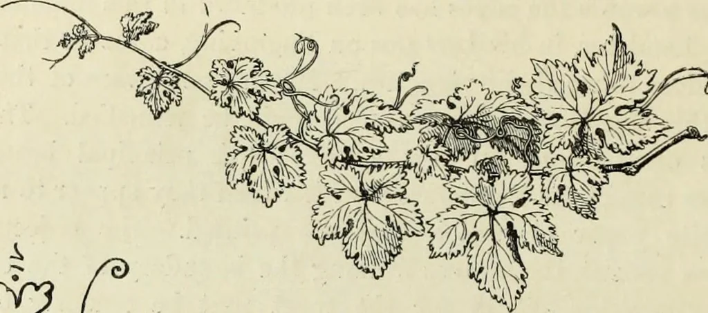 An illustration from A treatise on wood engravings : historical and practical, 1881, leaf 681