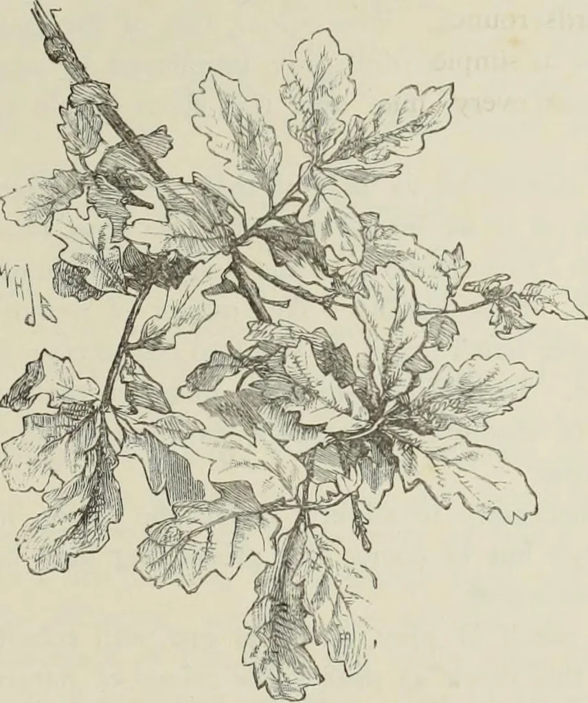 An illustration from Trees and how to paint them in watercolours, 1883, leaf 14