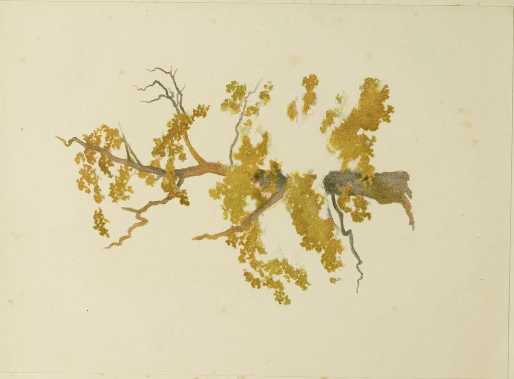 An illustration from Trees and how to paint them in watercolours, 1883, leaf 21