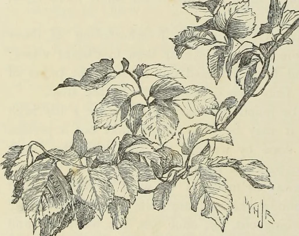 An illustration from Trees and how to paint them in watercolours, 1883, leaf 27