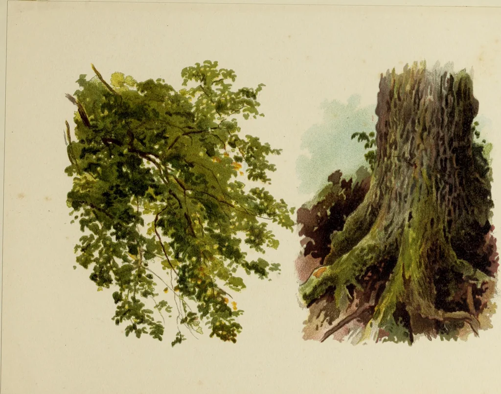 An illustration from Trees and how to paint them in watercolours, 1883, leaf 28