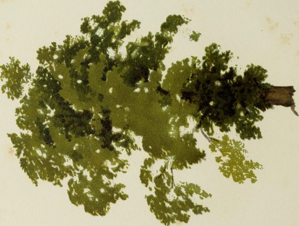 An illustration from Trees and how to paint them in watercolours, 1883, leaf 29