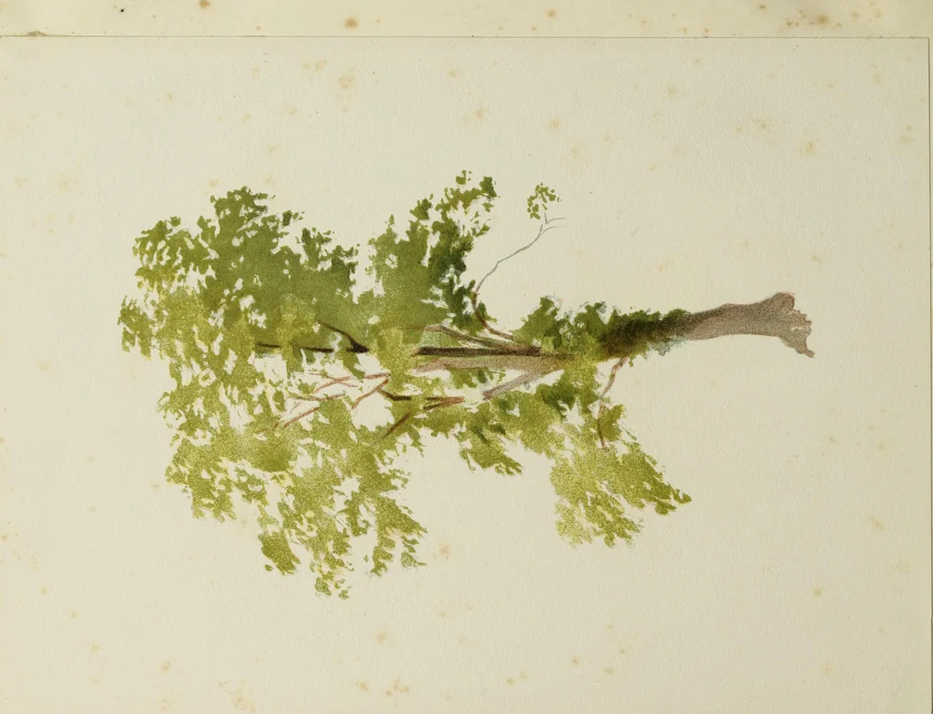 An illustration from Trees and how to paint them in watercolours, 1883, leaf 33