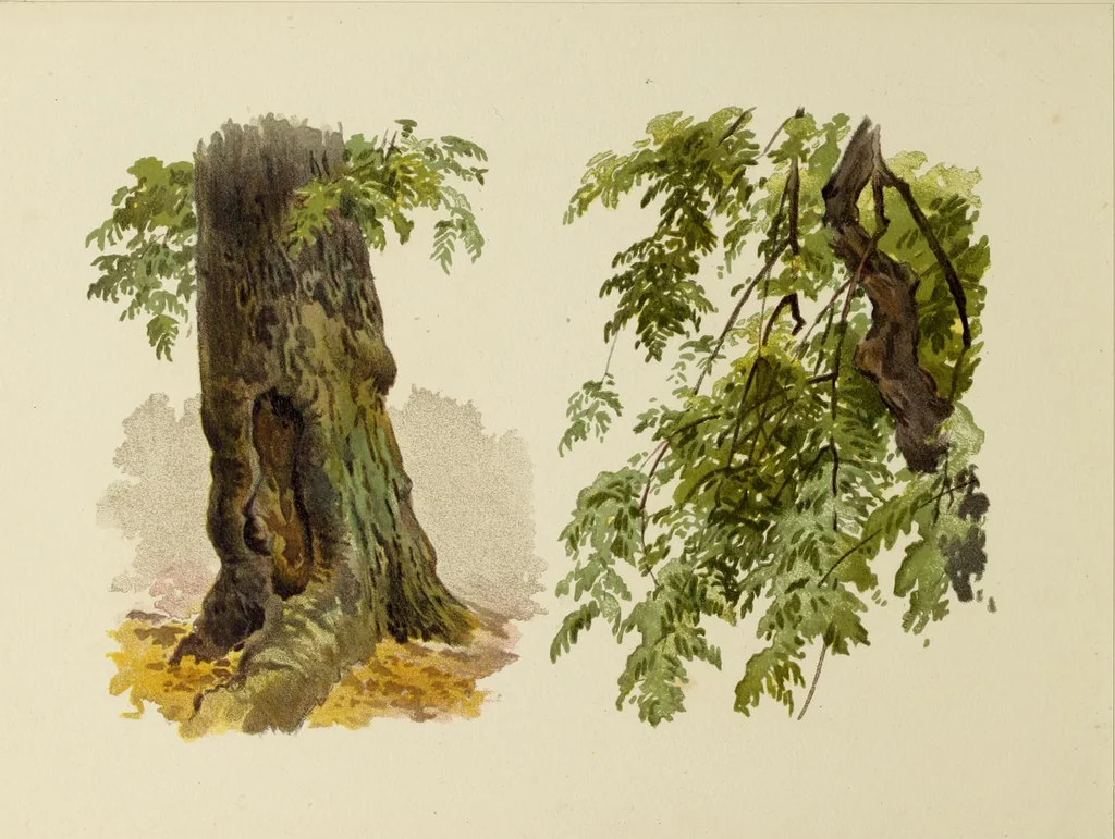 An illustration from Trees and how to paint them in watercolours, 1883, leaf 35