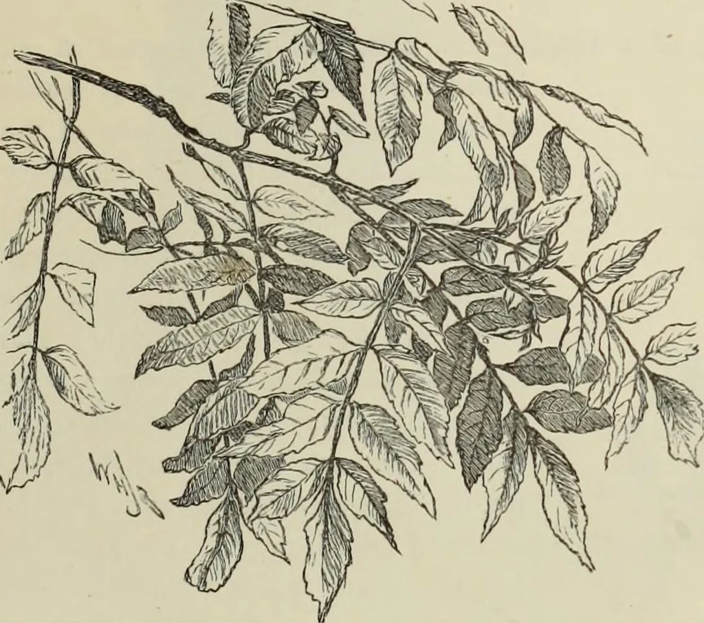 An illustration from Trees and how to paint them in watercolours, 1883, leaf 36