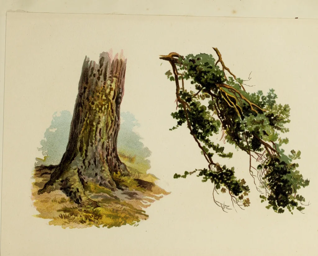 An illustration from Trees and how to paint them in watercolours, 1883, leaf 38
