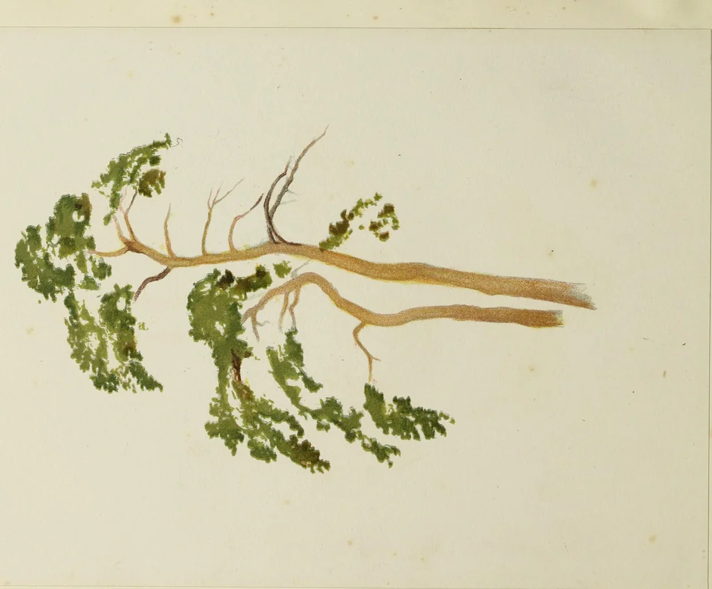 An illustration from Trees and how to paint them in watercolours, 1883, leaf 39
