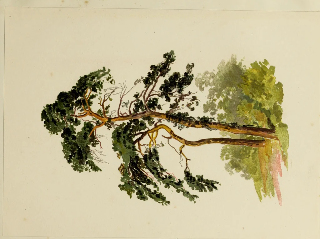 An illustration from Trees and how to paint them in watercolours, 1883, leaf 40