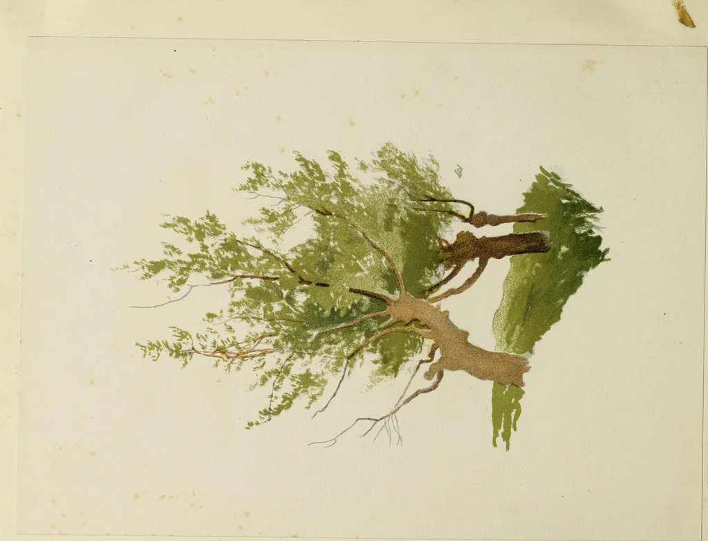 An illustration from Trees and how to paint them in watercolours, 1883, leaf 43