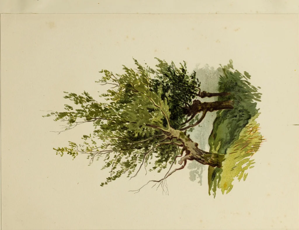 An illustration from Trees and how to paint them in watercolours, 1883, leaf 44