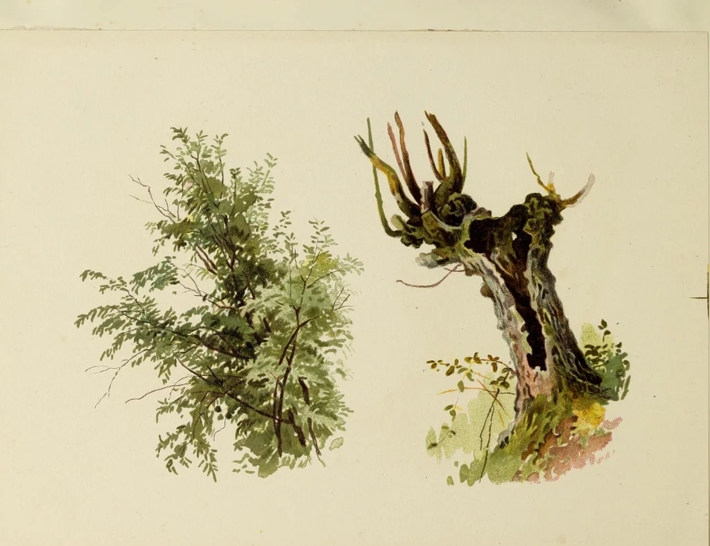 An illustration from Trees and how to paint them in watercolours, 1883, leaf 45