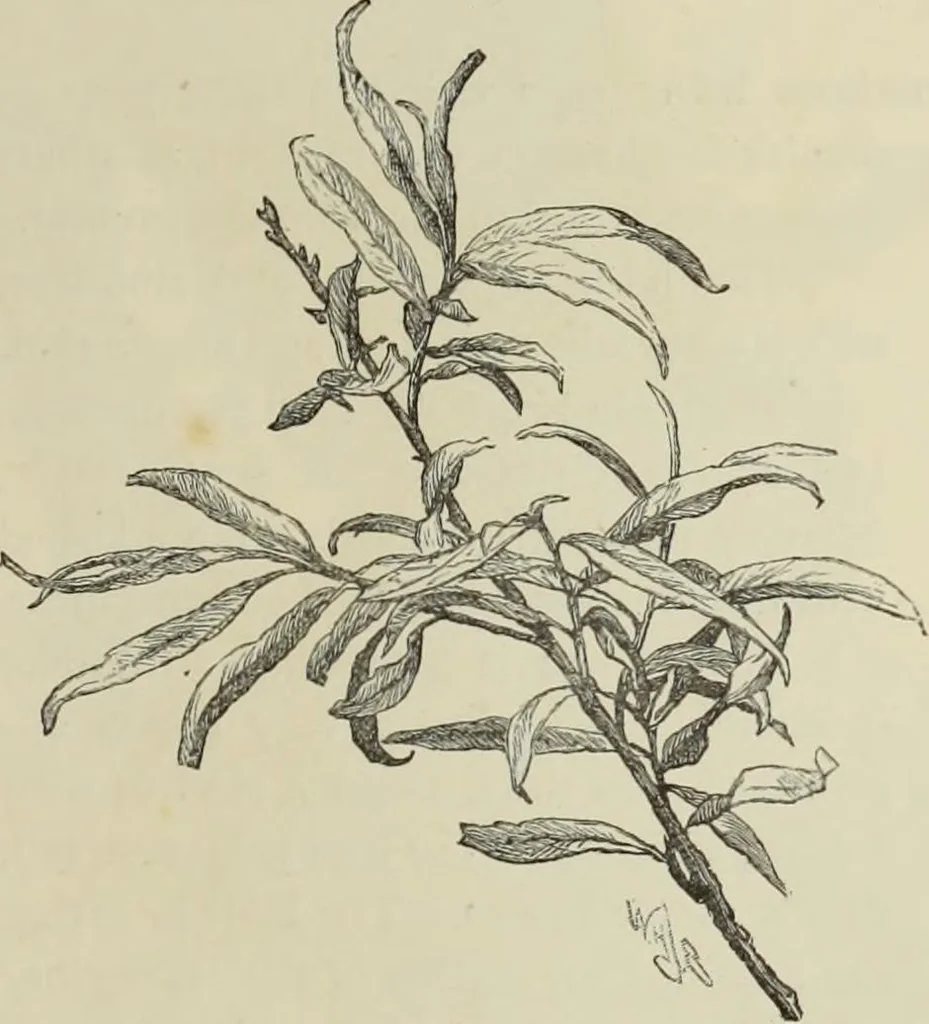 An illustration from Trees and how to paint them in watercolours, 1883, leaf 46