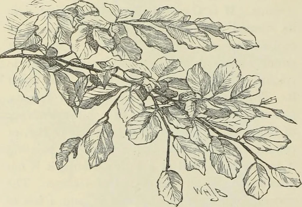An illustration from Trees and how to paint them in watercolours, 1883, leaf 47