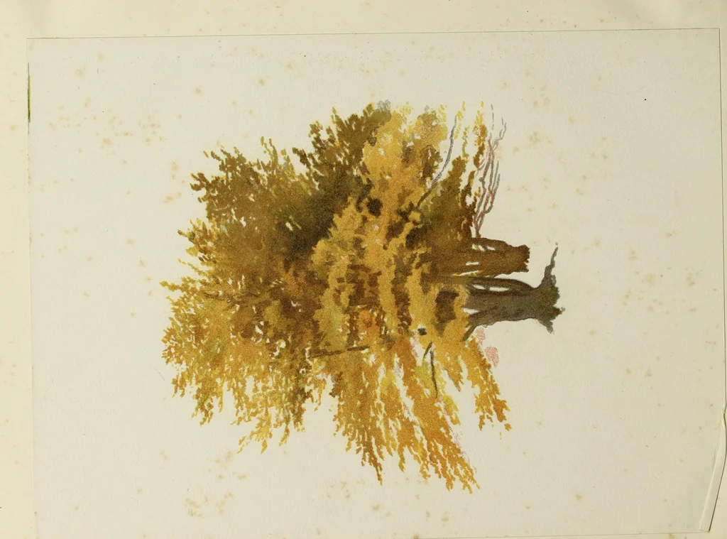 An illustration from Trees and how to paint them in watercolours, 1883, leaf 49