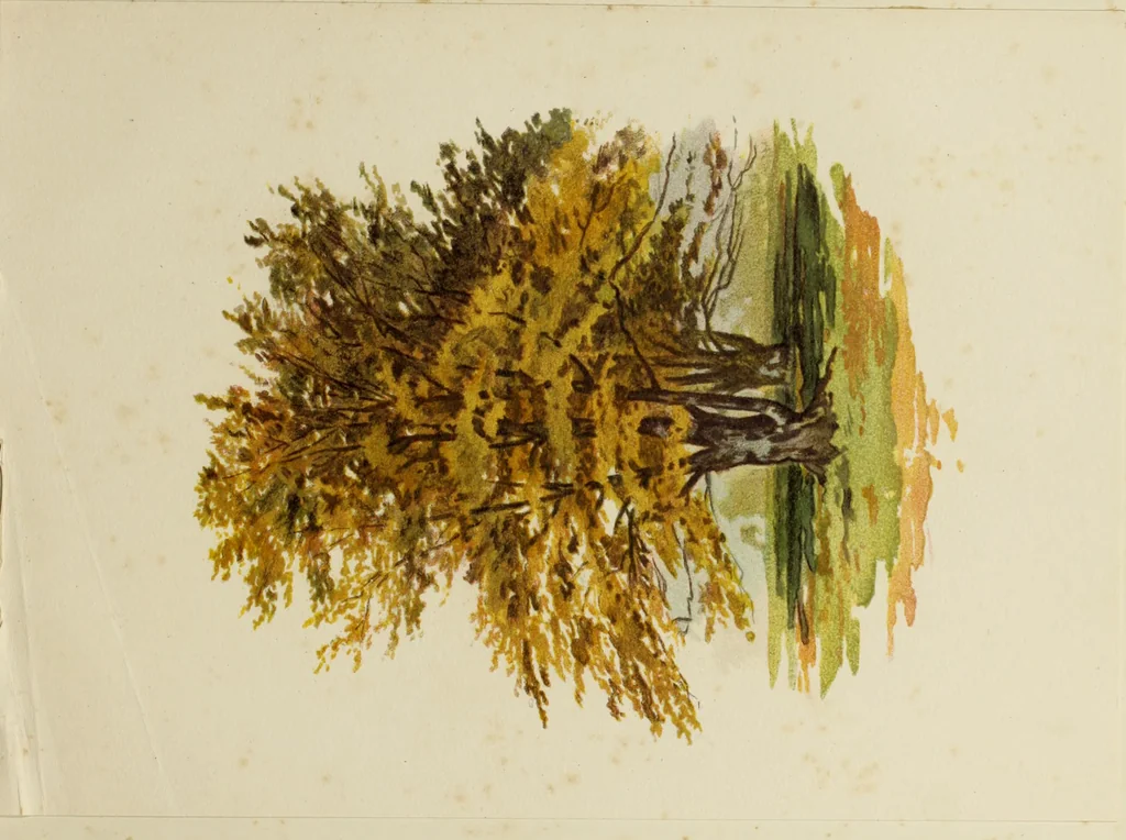 An illustration from Trees and how to paint them in watercolours, 1883, leaf 50
