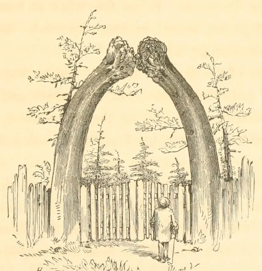 An illustration from A trip to Newfoundland; its scenery and fisheries; with an account of the laying of the submarine telegraph cable, 1855, leaf 25
