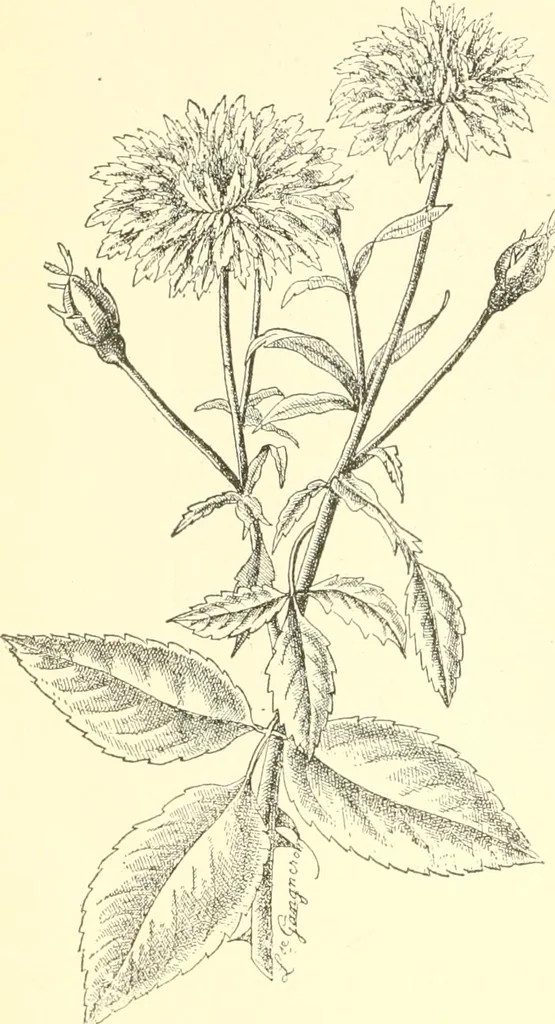 An illustration from Triumphs and wonders of the 19th century, a volume of original, historic and descriptive writings showing the many and marvellous achievements which distinguish an hundred years of material, intellectual, social and moral progress, 1901, leaf 119