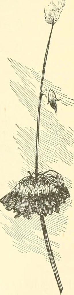 An illustration from Triumphs and wonders of the 19th century, a volume of original, historic and descriptive writings showing the many and marvellous achievements which distinguish an hundred years of material, intellectual, social and moral progress, 1901, leaf 120