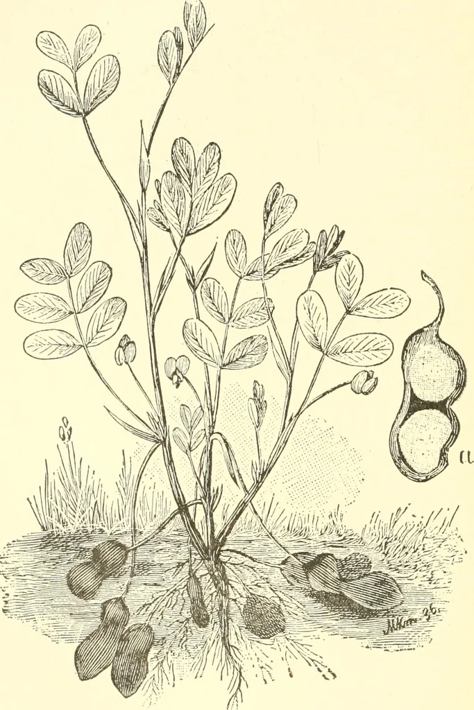 An illustration from Triumphs and wonders of the 19th century, a volume of original, historic and descriptive writings showing the many and marvellous achievements which distinguish an hundred years of material, intellectual, social and moral progress, 1901, leaf 121