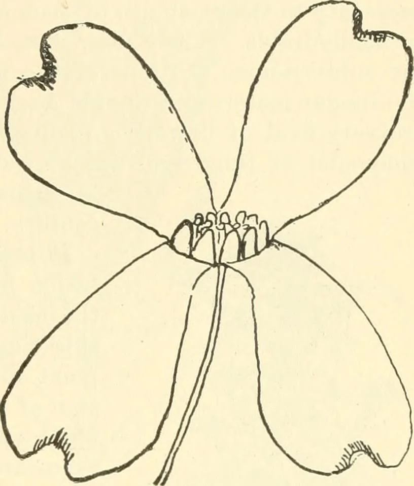 An illustration from Triumphs and wonders of the 19th century, a volume of original, historic and descriptive writings showing the many and marvellous achievements which distinguish an hundred years of material, intellectual, social and moral progress, 1901, leaf 122