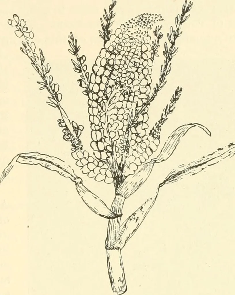 An illustration from Triumphs and wonders of the 19th century, a volume of original, historic and descriptive writings showing the many and marvellous achievements which distinguish an hundred years of material, intellectual, social and moral progress, 1901, leaf 124